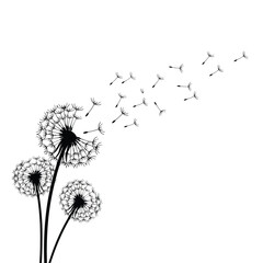 Imagen artística en blanco y negro de flores de diente de león meciéndose con el viento © Abir