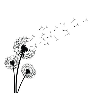 Imagen art&iacute;stica en blanco y negro de flores de diente de le&oacute;n meci&eacute;ndose con el viento