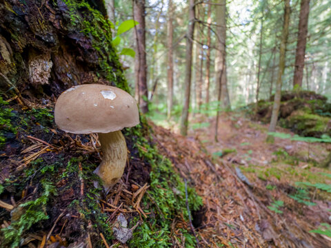 Bitter bolete (Tylopilus felleus), also known as gall fungus or горчак, in a misty coniferous forest.