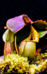Clear picture of the pitcher plant behind the moss © Yf