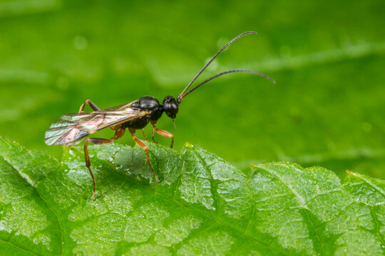 Ichneumon wasp (Ichneumonidae) on dewy leaf: macro portrait with long antennae and iridescent wings.