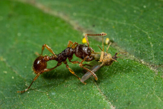 Myrmica rubra ant capturing prey on green leaf: macro shot with detailed mandibles and segmented body.