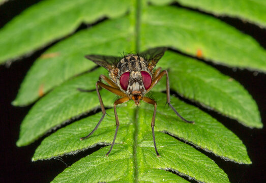 Close-up of a robust dipteran on textured foliage: detailed macro for science and design projects.