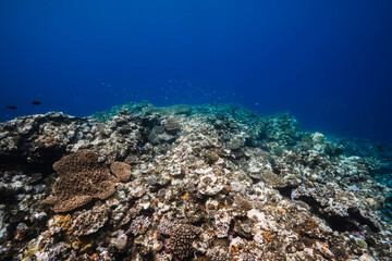 Healthy coral reef under crystal clear tropical waters © Satoshi