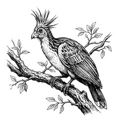 Fototapeta premium Hoatzin bird illustration on a branch. Detailed ink drawing of a tropical exotic bird.
