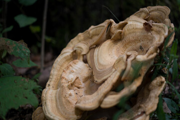 large mushroom on tree trunk © Kyle