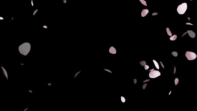 Floating delicate pink cherry blossom petals falling in slow motion isolated on transparent alpha background overlay clip 4k looping