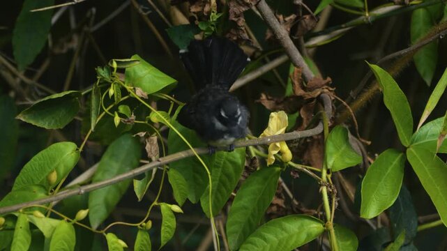 A white-throated fantail bird is jumping on a branch of a tree, looking around and observing its environment, with natural green leaves in the background.