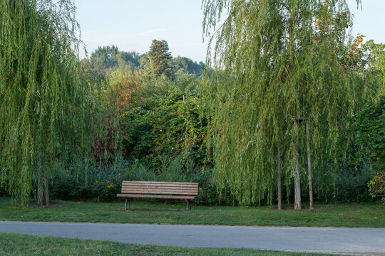 Weeping willow trees frame a quiet wooden bench along a path in Kienbergpark, Berlin. Lush greenery and colorful autumn shrubs fill the background of this peaceful scene.