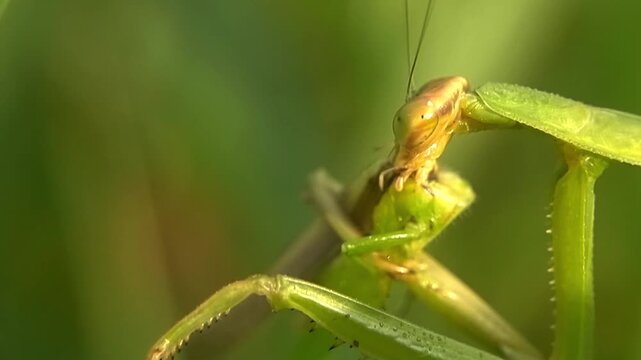 Macro Shot Mantis Eating Grasshopper Crop Protection Concept 4K