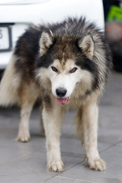 Close-up of Siberian Husky a wet fluffy dog lying on the ground with calm expression