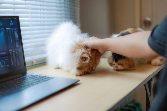 Cute Cat Sitting on Desk Beside Laptop in Home Office