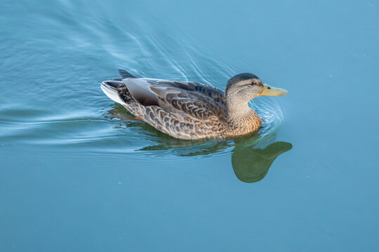 A female mallard duck glides across rippling lake water with her yellow bill catching the light. Soft blue tones fill the calm background of this close wildlife scene.