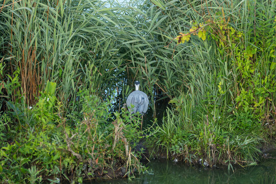 A grey heron stands camouflaged among tall green reeds beside a quiet pond. Its long curved neck and sharp bill blend subtly into the surrounding vegetation.