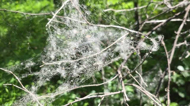Caterpillar tent moth web with poplar fluff on tree branches in a sunny forest, highlighting a natural insect pest nest and a silk allergy concern during spring season