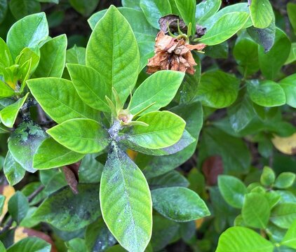 Black stains are caused by black mold, which is often a result of aphids (such as mealybugs or scale insects) feeding on the sap and excreting honeydew, which serves as food for the fungus.