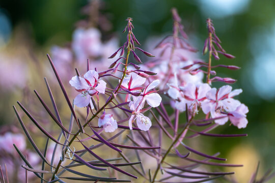 Delicate pink gaura flowers bloom on wiry red stems against a softly blurred green background. Their butterfly like petals catch warm light in this close garden view.