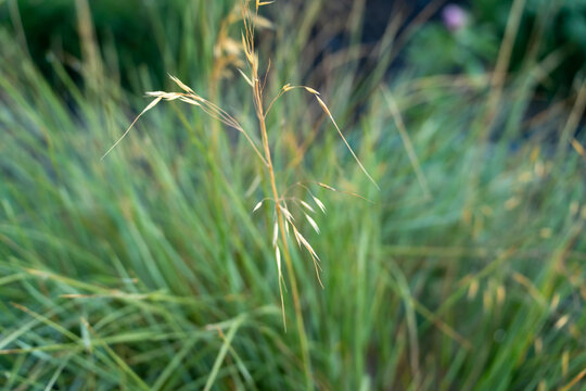 A wild oat grass seed head rises gracefully above a dense green field in soft natural light. Delicate drooping seeds hang from the slender curved stem.