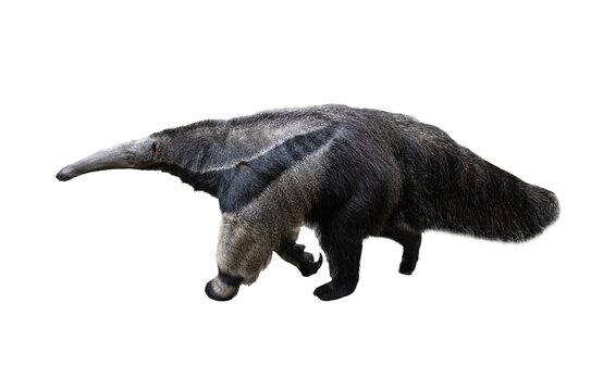 Giant anteater walking sideways isolated on a solid white background.