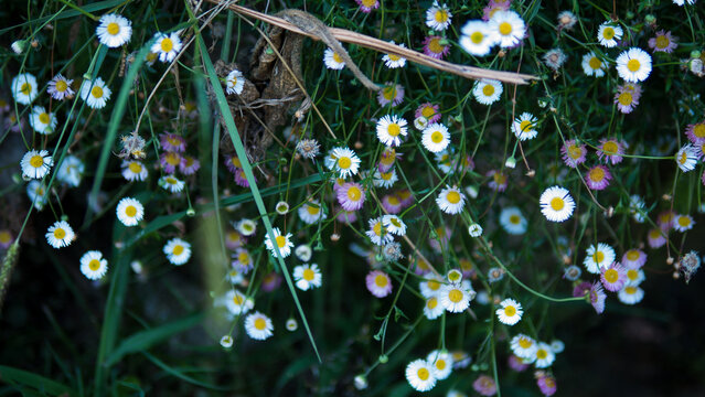 Erigeron karvinskianus in Full Bloom &mdash; Mexican Fleabane White and Pink Daisy Flowers Cascade, Garden Wildflower Close-Up