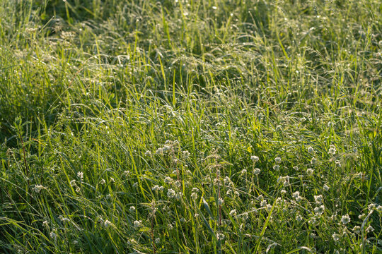 Dew covered white clover blooms scatter across a sunlit green meadow in the early morning light. Delicate grass blades glisten with droplets throughout the field.