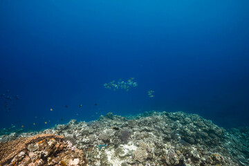 Fototapeta premium Blue ocean background with tropical fish and coral reef