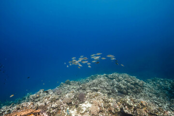 Fototapeta premium School of reef fish in a tropical underwater landscape