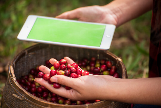 Smart farmer holding digital tablet in eco green coffee farm sustainable quality control. Close up Hand quality control planting red bean coffee tree. Farmer hands use smartphone laptop technology