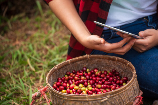 Smart farmer holding digital tablet in eco green coffee farm sustainable quality control. Close up Hand quality control planting red bean coffee tree. Farmer hands use smartphone laptop technology