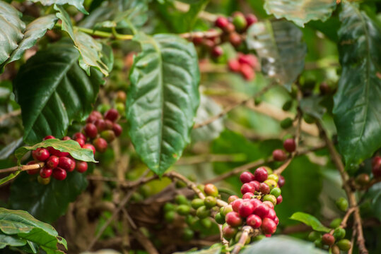 Red bean ripe Coffee tree agriculture occupation hand holding in basket. Close up hands coffee selected red ripe bean. Farm fresh bean in eco farm. Ripe Red coffee berry plant background eco garden