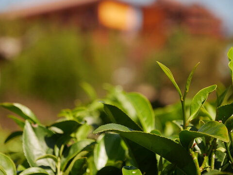 Man Hand holding harvest picking black green tea herbal agriculture. Woman work Black Tea farm harvest. hand harvest green tea tree picking bud young tender camellia sinensis leaves organic farm