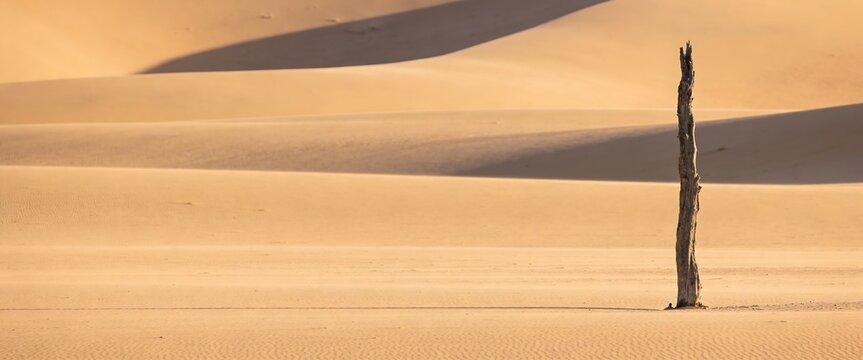 Minimalist desert landscape featuring a single dead tree trunk among rolling sand dunes