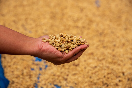 Close up Hand with Raw coffee beans heap dry green seed. Farmer's hands selected waste rod unroasted grain in eco farm. Arabica farm plant coffee bean agriculture objects. Sun dried Fresh black coffee