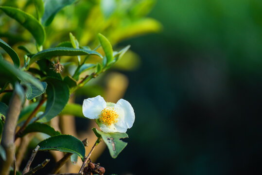 Woman work Black Tea farm harvest. Man Hand holding harvest plucking black green tea herbal agriculture. hand harvest green tea tree picking bud young tender camellia sinensis leaves organic farm