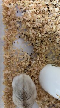 Curious dwarf hamster looks up from wood shavings inside a clean pet habitat, vertical video