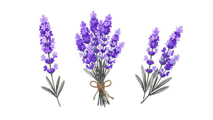 Obraz premium Lavender sprigs and bouquet botanical illustration set