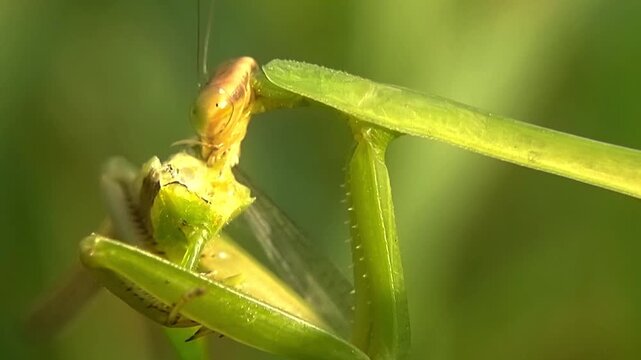 Macro Praying Mantis Eating Prey Slow Motion Mantodea Wildlife Survival 4K