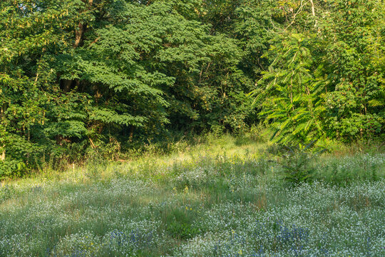 A sunny forest edge meadow blooms with white wildflowers beneath tall green trees. Ferns and grasses fill the lush understory in warm summer light.
