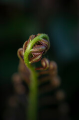 Close up macro of young unfurling fern frond in dark background © chris
