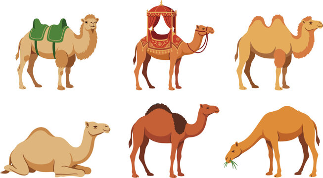 Camel character vector illustration set featuring dromedary and bactrian camels standing eating grass resting and decorated with traditional desert saddle pack