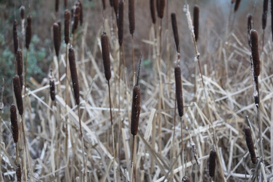 Close up shot of dry brown cattail reeds in a swampy marshland area