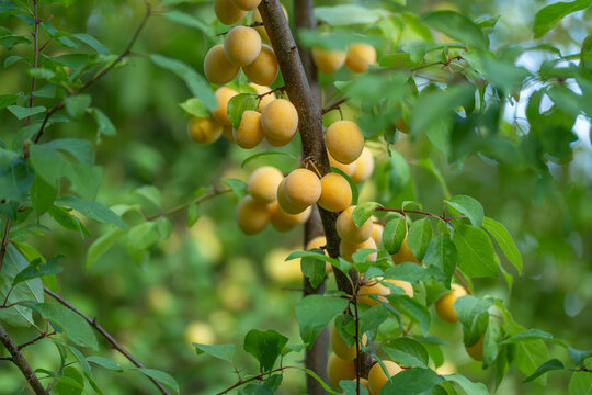 Clusters of golden mirabelle plums hang from a sunlit branch surrounded by lush green leaves. This small yellow fruit ripens in the warm late summer light.