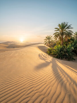 Beautiful desert oasis with palm trees and sand dunes at sunrise summer background