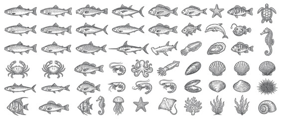 Hand Drawn Collection of Marine Life Illustrations © Didit