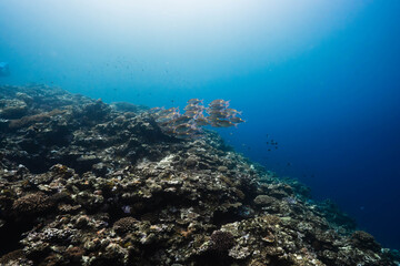 Obraz premium Marine life thriving on a colorful coral reef