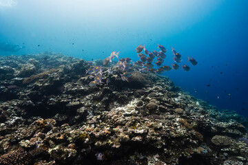 Obraz premium Schooling reef fish in the crystal clear Pacific Ocean