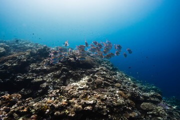 Obraz premium Tropical underwater scene with fish and vibrant coral formations