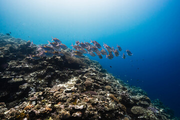 Obraz premium Golden-striped reef fish over a healthy coral ecosystem