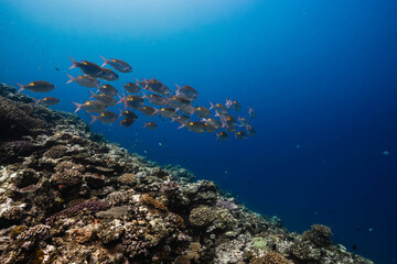Obraz premium Tropical reef fish swimming in the clear waters of the Pacific