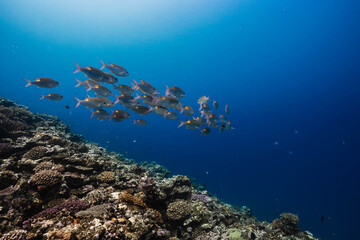 Obraz premium Underwater coral reef panorama with tropical marine life